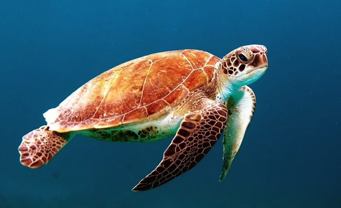 ISTANBUL AQUARIUM